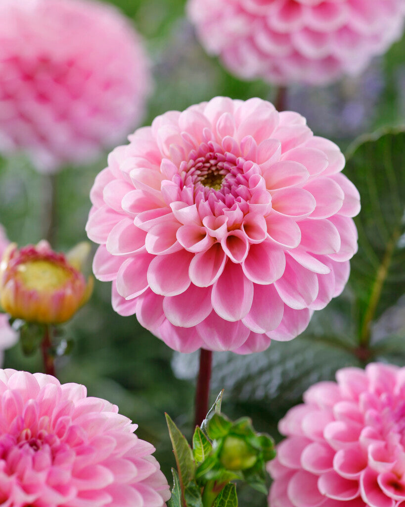 Dahlia Pompon Wizard of Oz 1-pakning